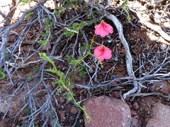 Hermannia grandiflora