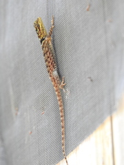 Sceloporus serrifer
