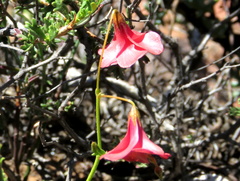 Hermannia grandiflora