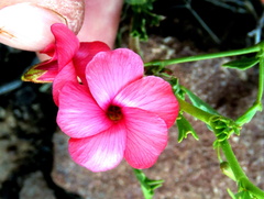 Hermannia grandiflora
