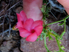 Hermannia grandiflora