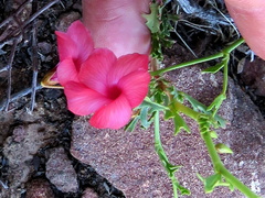 Hermannia grandiflora
