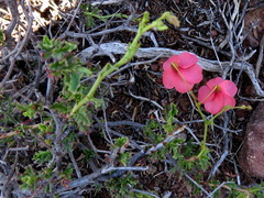 Hermannia grandiflora