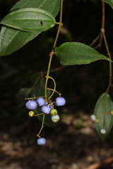 Miconia loreyoides
