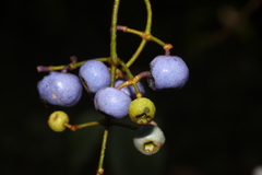 Miconia loreyoides
