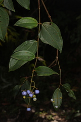 Miconia loreyoides