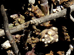 Piaranthus comptus
