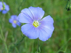 Linum austriacum