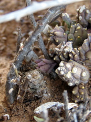 Piaranthus comptus