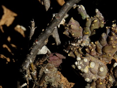 Piaranthus comptus
