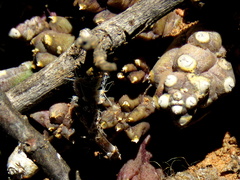 Piaranthus comptus