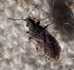 Crophius