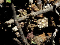 Piaranthus comptus