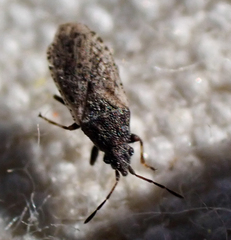 Crophius