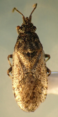 Crophius