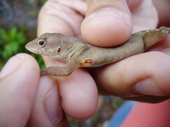 Anolis mccraniei