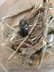Lucanus mazama