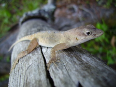 Anolis mccraniei