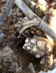 Piaranthus comptus
