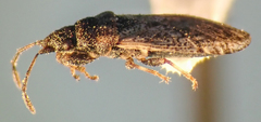 Crophius