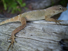 Anolis mccraniei