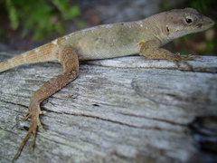 Anolis mccraniei