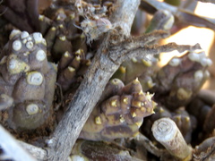 Piaranthus comptus