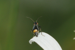 Axinotarsus pulicarius