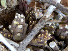 Piaranthus comptus