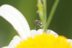 Axinotarsus pulicarius
