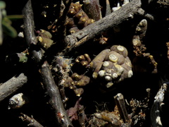 Piaranthus comptus