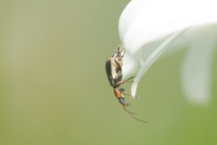Axinotarsus pulicarius