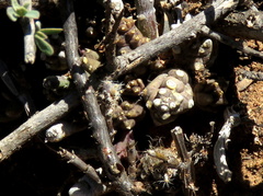 Piaranthus comptus