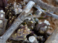 Piaranthus comptus