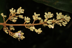 Miconia macrotis