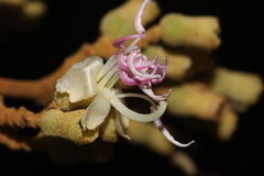 Miconia macrotis