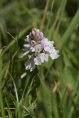 Dactylorhiza maculata ericetorum