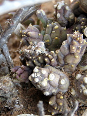 Piaranthus comptus