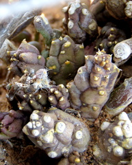 Piaranthus comptus