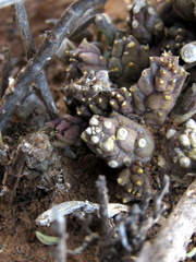 Piaranthus comptus