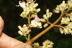 Miconia macrotis