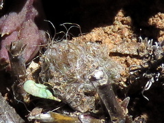 Anacampseros albidiflora