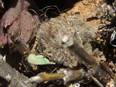 Anacampseros albidiflora