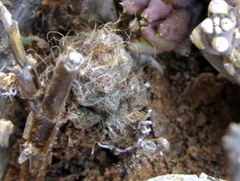 Anacampseros albidiflora