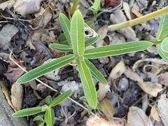 Asclepias fascicularis