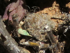 Anacampseros albidiflora