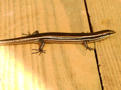 Marisora lineola