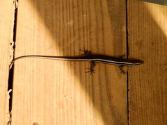 Marisora lineola