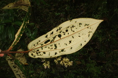 Miconia macrotis