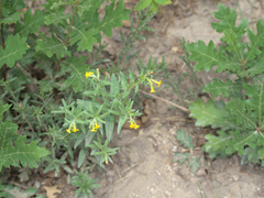 Lithospermum multiflorum
